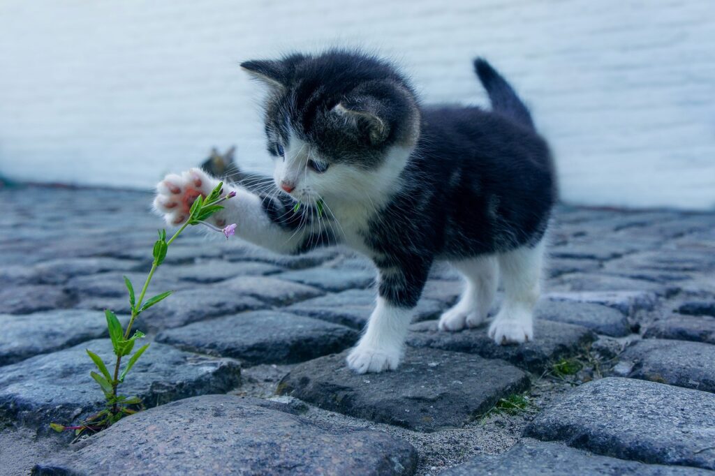Tuxedo kitten batting at flower. This is not Marley but looks a lot like him.